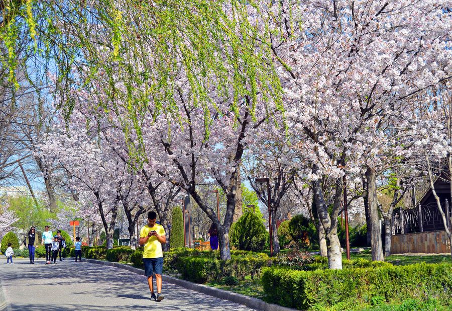 Spring in Uzbekistan